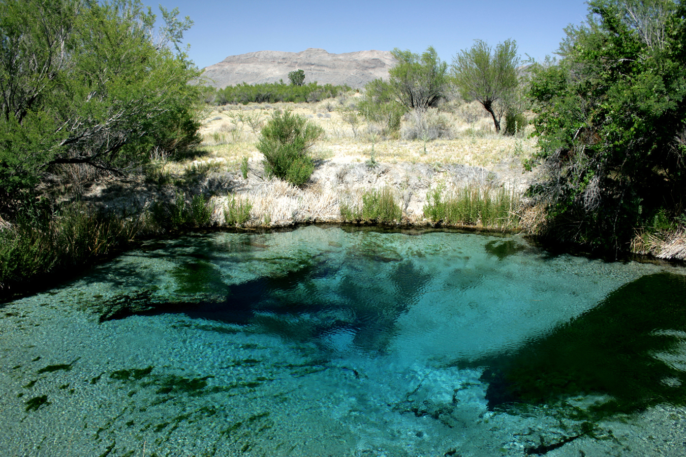 Amargosa pupfish from Death Valley region